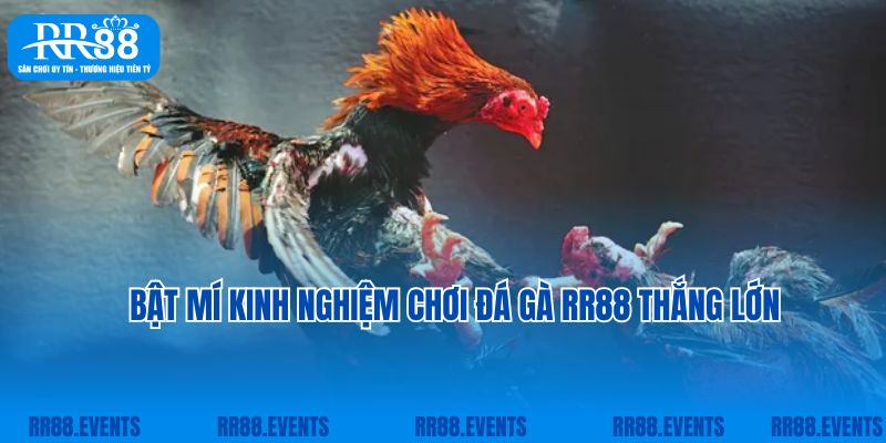 Bật mí kinh nghiệm chơi đá gà tại RR88 thắng lớn từ cao thủ